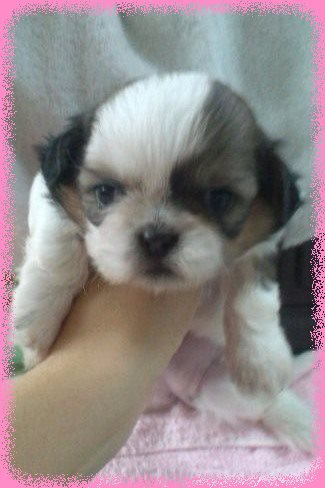 シーズ ブリーダー子犬販売専門店 Angel wan 東京 神奈川 千葉