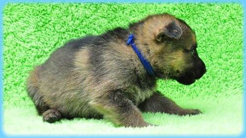 ジャーマンシェパードドッグ ブリーダー子犬販売専門店　Angel wan 東京　神奈川　千葉