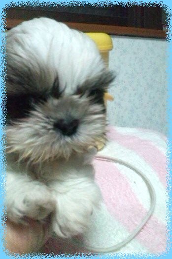 シーズ ブリーダー子犬販売専門店 Angel wan 東京 神奈川 千葉