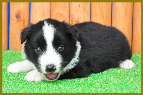 ボーダーコリー　ブラック＆ホワイト　オス　子犬販売の専門店　AngelWan　横浜