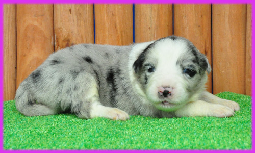 ボーダーコリー　ブルーマール　子犬販売の専門店　AngelWan　横浜　神奈川県