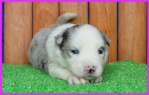 ボーダーコリー　ブルーマール　子犬販売の専門店　AngelWan　横浜　神奈川県