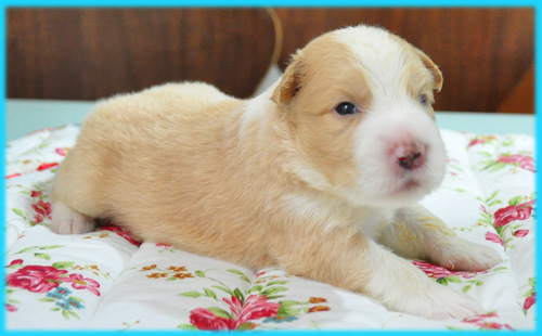 ボーダーコリー　レッド＆ホワイト　オス　子犬販売の専門店　AngelWan　横浜