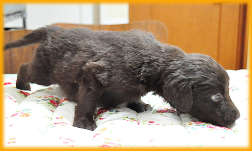 フラットコーテッドレトリバー　レバー　オス　子犬販売の専門店　AngelWan　横浜