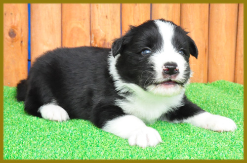 ボーダーコリー　ブラック＆ホワイト　オス　子犬販売の専門店　AngelWan　横浜