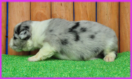 ボーダーコリー　ブルーマール　子犬販売の専門店　AngelWan　横浜　神奈川県