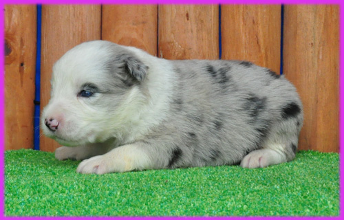 ボーダーコリー　ブルーマール　子犬販売の専門店　AngelWan　横浜　神奈川県