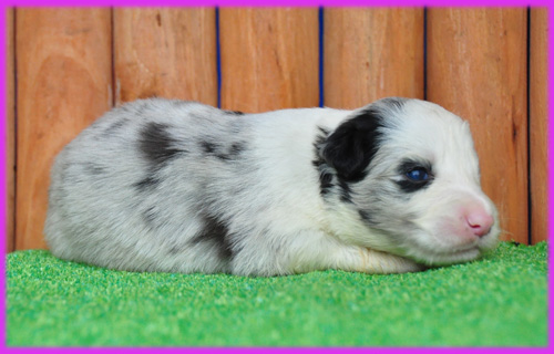 ボーダーコリー　ブルーマール　子犬販売の専門店　AngelWan　横浜　神奈川県