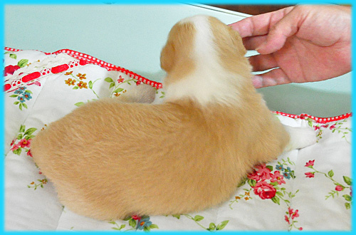 ボーダーコリー　レッド＆ホワイト　オス　子犬販売の専門店　AngelWan　横浜