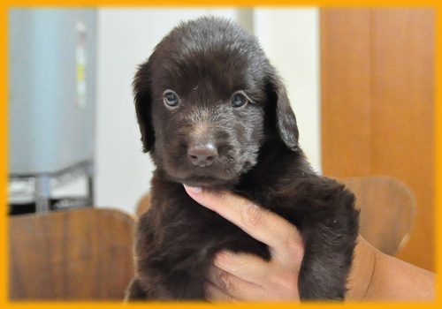 フラットコーテッドレトリバー　レバー　オス　子犬販売の専門店　AngelWan　横浜