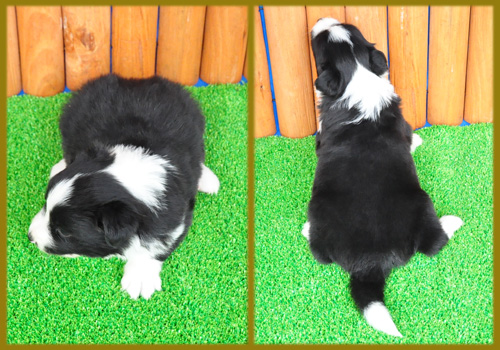 ボーダーコリー　ブラック＆ホワイト　オス　子犬販売の専門店　AngelWan　横浜