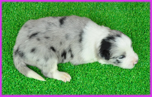 ボーダーコリー　ブルーマール　子犬販売の専門店　AngelWan　横浜　神奈川県