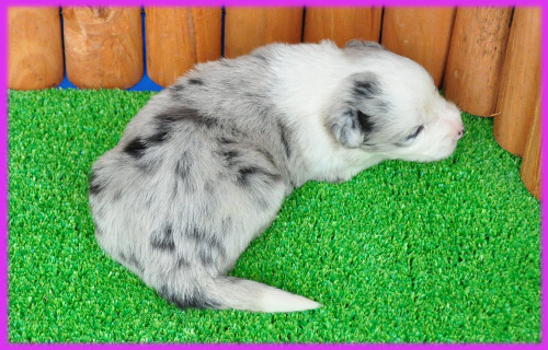 ボーダーコリー　ブルーマール　子犬販売の専門店　AngelWan　横浜　神奈川県