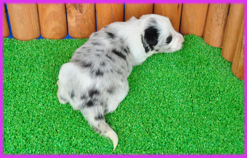 ボーダーコリー　ブルーマール　子犬販売の専門店　AngelWan　横浜　神奈川県