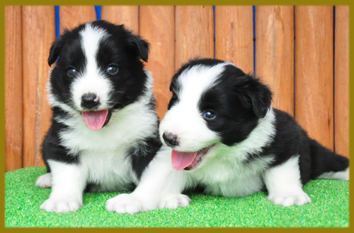 ボーダーコリー　ブラック＆ホワイト　オス　子犬販売の専門店　AngelWan　横浜