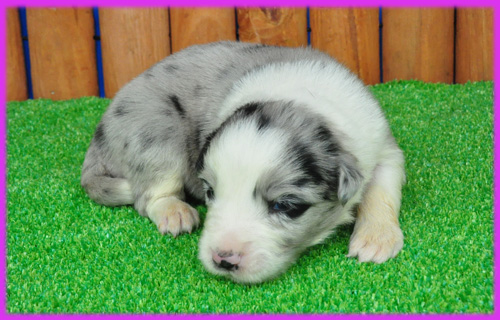 ボーダーコリー　ブルーマール　子犬販売の専門店　AngelWan　横浜　神奈川県