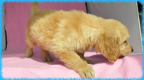 ゴールデンレトリバー　ブリーダー子犬販売専門店　Angel wan 東京　神奈川　千葉