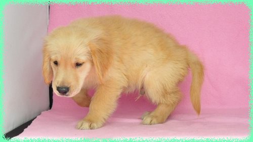 ゴールデンレトリバー　ブリーダー子犬販売専門店　Angel wan 東京　神奈川　千葉