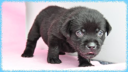 ラブラドールレトリバー　ブリーダー子犬販売専門店　Angel wan 東京　神奈川　千葉