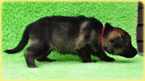 ジャーマンシェパードドッグ ブリーダー子犬販売専門店　Angel wan 東京　神奈川　千葉