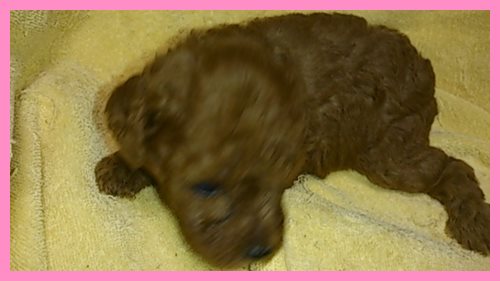 トイプードル ブリーダー子犬販売専門店 Angel wan 東京 神奈川 千葉