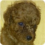 トイプードル　ブリーダー子犬販売専門店　Angel wan 横浜