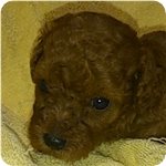 トイプードル ブリーダー子犬販売専門店 Angel wan 横浜