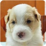 ボーダーコリー　ブリーダー子犬販売専門店　Angel wan 横浜