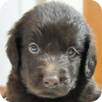 フラットコーテッドレトリバー　レバー　オス　子犬販売の専門店　AngelWan　横浜