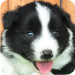 ボーダーコリー　ブラック＆ホワイト　オス　子犬販売の専門店　AngelWan　横浜