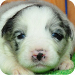 ボーダーコリー　ブルーマール　子犬販売の専門店　AngelWan　横浜　神奈川県