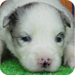 ボーダーコリー　ブルーマール　子犬販売の専門店　AngelWan　横浜　神奈川県