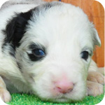 ボーダーコリー　ブルーマール　子犬販売の専門店　AngelWan　横浜　神奈川県