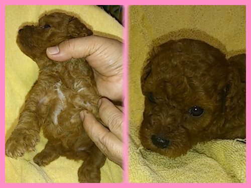 トイプードル ブリーダー子犬販売専門店 Angel wan 東京 神奈川 千葉