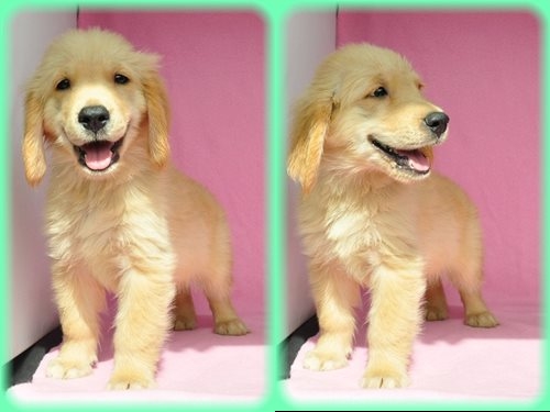 ゴールデンレトリバー　ブリーダー子犬販売専門店　Angel wan 東京　神奈川　千葉