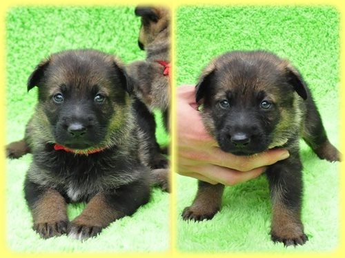 ジャーマンシェパードドッグ ブリーダー子犬販売専門店　Angel wan 東京　神奈川　千葉
