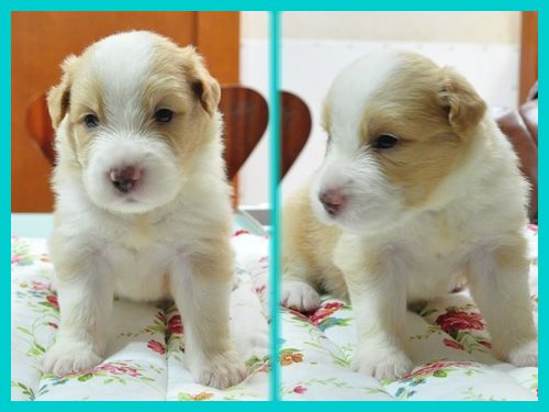 ボーダーコリー　ブリーダー子犬販売専門店　Angel wan 東京　神奈川　千葉