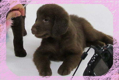 フラットコーテッドレトリーバー　ブリーダー子犬販売専門店　Angel Wan 東京　神奈川　千葉