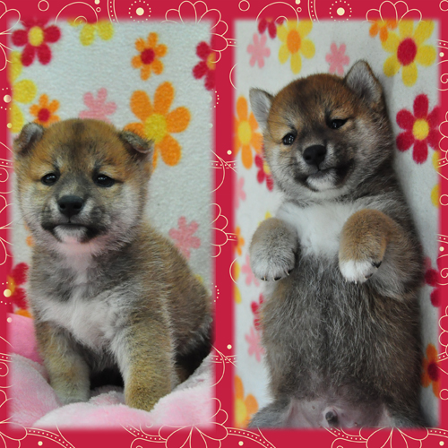 柴犬　ブリーダー子犬販売専門店　Angel Wan 東京　神奈川　千葉