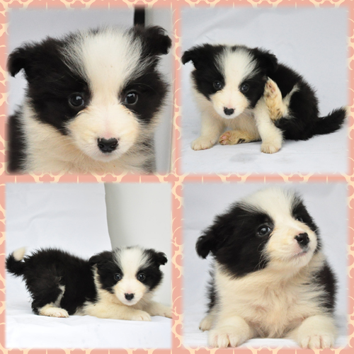 ボーダーコリー ブリーダー子犬販売専門店 Angel Wan 東京 神奈川 千葉