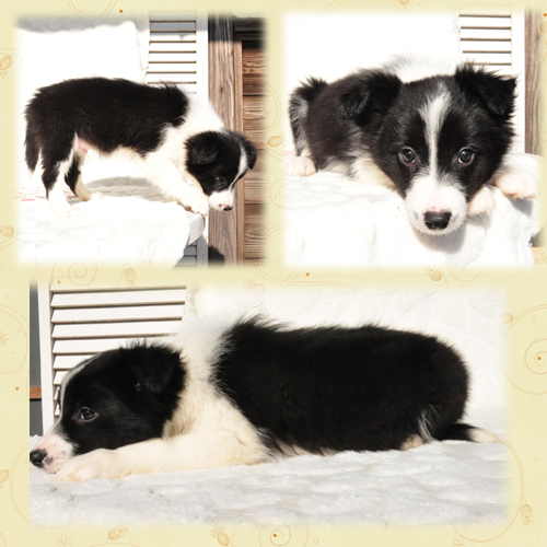 ボーダーコリー　ブリーダー子犬販売専門店　Angel Wan 東京　神奈川　千葉