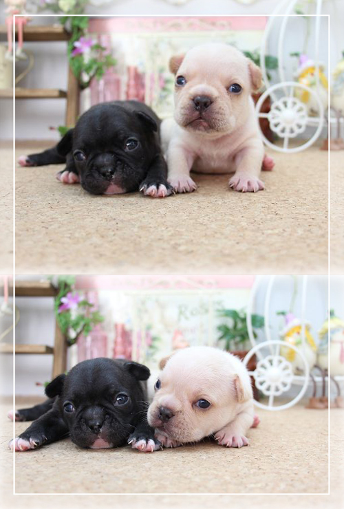 フレンチブルドッグ ブリーダー子犬販売専門店 Angel Wan 東京 神奈川 千葉