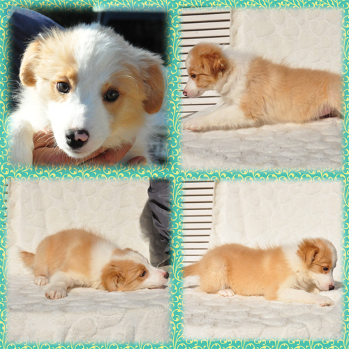 ボーダーコリー　ブリーダー子犬販売専門店　Angel Wan 東京　神奈川　千葉