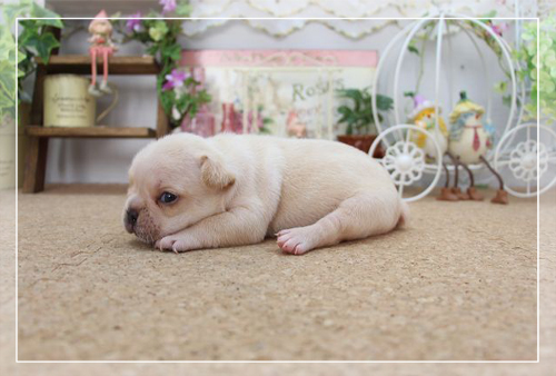 フレンチブルドッグ ブリーダー子犬販売専門店 Angel Wan 東京 神奈川 千葉