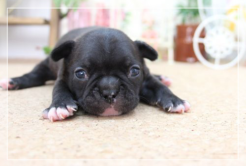 フレンチブルドッグ　小型犬　ブリンドル