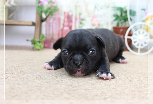 フレンチブルドッグ　ブリーダー子犬販売専門店　Angel Wan 東京　神奈川　千葉