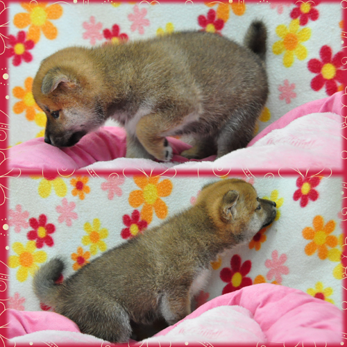 柴犬　ブリーダー子犬販売専門店　Angel Wan 東京　神奈川　千葉