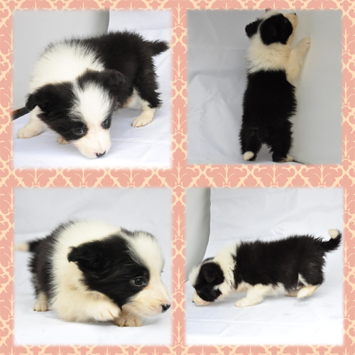 ボーダーコリー ブリーダー子犬販売専門店 Angel Wan 東京 神奈川 千葉