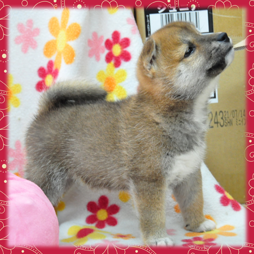 柴犬　ブリーダー子犬販売専門店　Angel Wan 東京　神奈川　千葉