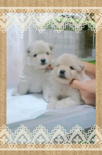 ポメラニアン　ブリーダー子犬販売専門店　Angel Wan 東京　神奈川　千葉